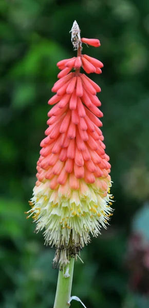 Létě Kvete Květinovém Záhonu Zahradě Kniphofia Uvaria — Stock fotografie