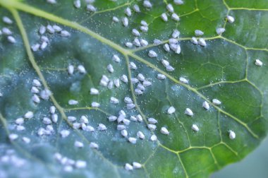 Bitkinin üzerinde çok zararlı bir kelebek (Aleyrodes proletella)