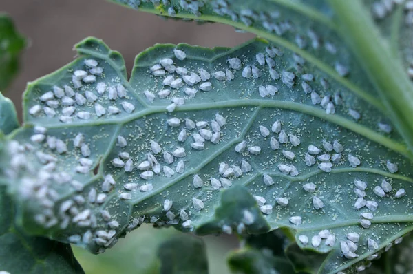 Très Nocif Papillon Blanc Aleyrodes Prolétella Sur Plante — Photo