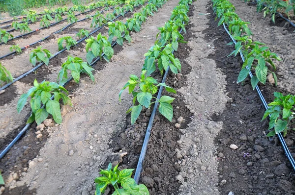 Drip Sulama Organik Topraklarda Sebze Yetiştirmek Için Kullanılır — Stok fotoğraf