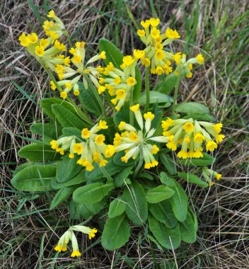 İlkbaharda, Primula veris (Primula veris) vahşi doğada açar.