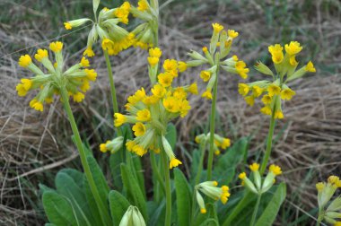 İlkbaharda, Primula veris (Primula veris) vahşi doğada açar.