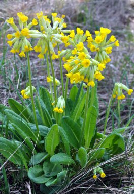 İlkbaharda, Primula veris (Primula veris) vahşi doğada açar.