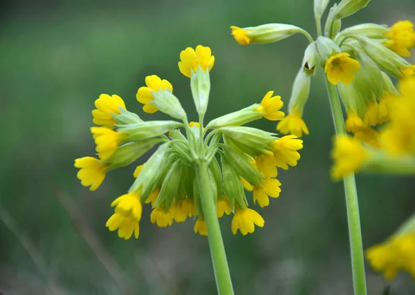 Την Άνοιξη Πρίμουλο Primula Veris Ανθίζει Στη Φύση — Φωτογραφία Αρχείου