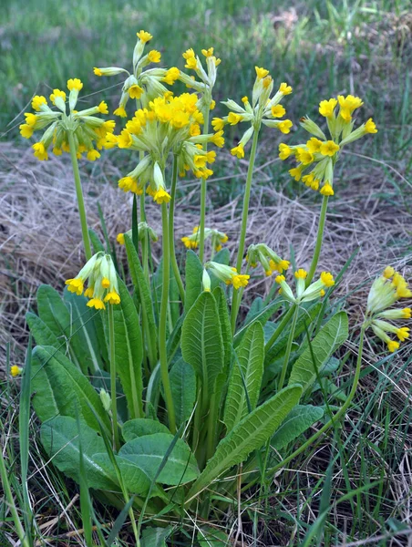 Primavera Onagra Primula Veris Florece Naturaleza —  Fotos de Stock