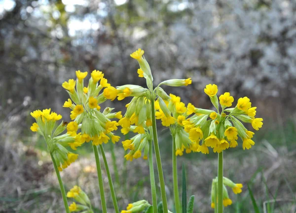 İlkbaharda, Primula veris (Primula veris) vahşi doğada açar.