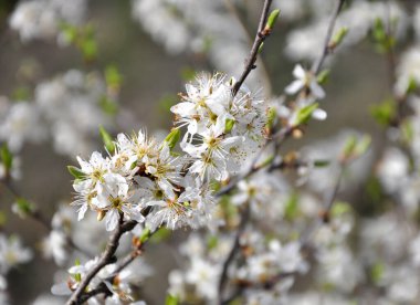 İlkbaharda vahşi doğada kara dikenler çiçek açar.