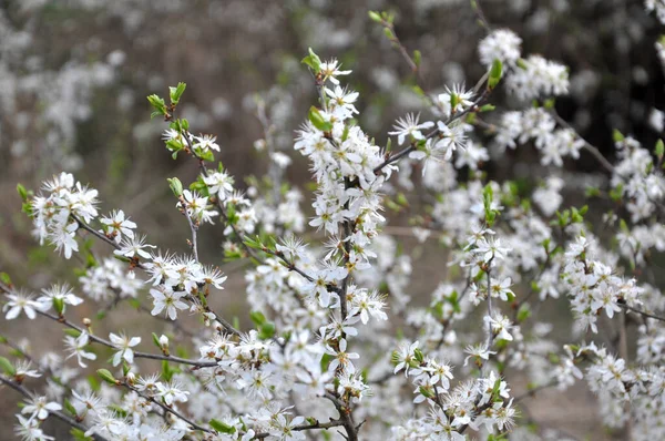 Весной Дикой Природе Расцветает Терновый Куст — стоковое фото