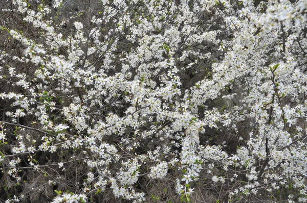 Весной Дикой Природе Расцветает Терновый Куст — стоковое фото