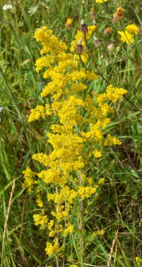 Galyum verum vahşi otların arasında yetişir.