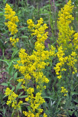 Galyum verum vahşi otların arasında yetişir.