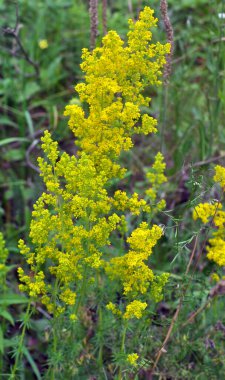 Galyum verum vahşi otların arasında yetişir.