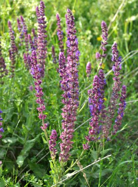 Sage (salvia nemorosa) yabani otların arasında yetişir.