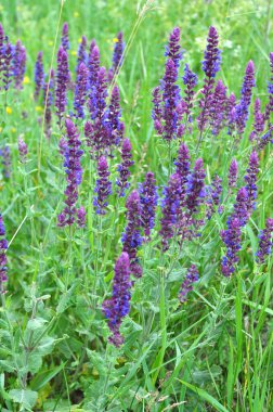 Sage (salvia nemorosa) yabani otların arasında yetişir.