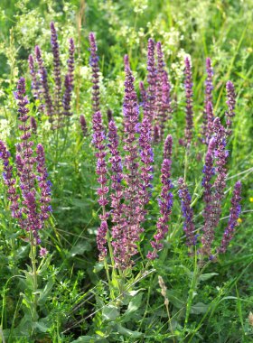 Sage (salvia nemorosa) yabani otların arasında yetişir.