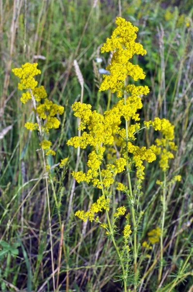 Galium Verum Cresce Entre Gramíneas Natureza — Fotografia de Stock