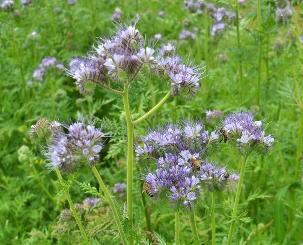 Field Blooming Phacelia Special Honey Plant Bees — Stock Photo, Image