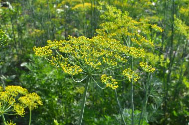 Bahçedeki açık arazide dereotu yetişir (Anethum Graveolens)