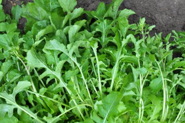 Bahçede yetişen baharatlı roka bitkisi (Eruca sativa) 