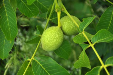 Yeşil kabuklu bir ağaç dalında olgunlaşan bir ceviz