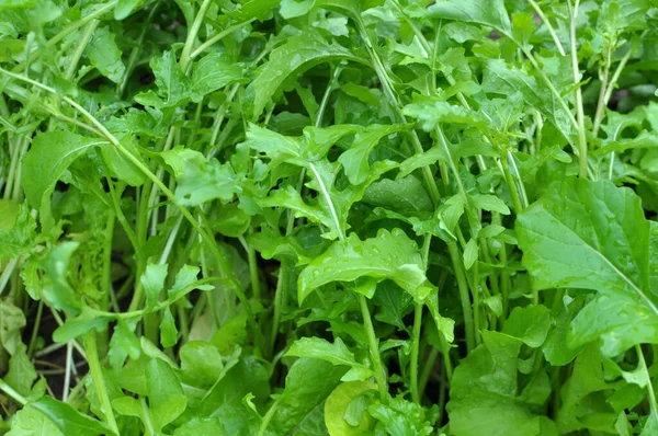 Fűszeres Arugula Növény Eruca Sativa Kertben — Stock Fotó