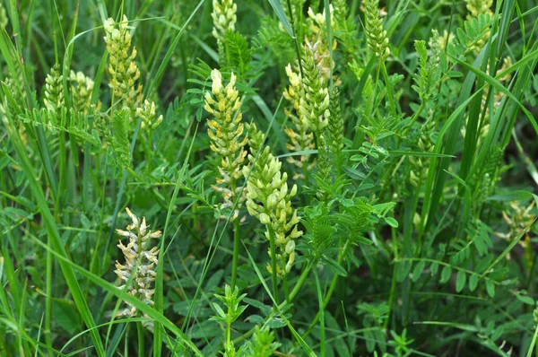 Astragalus cicer yabani otların arasında yetişir.