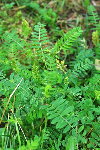 Astragalus Cicer Grows Grasses Wild — Zdjęcie stockowe