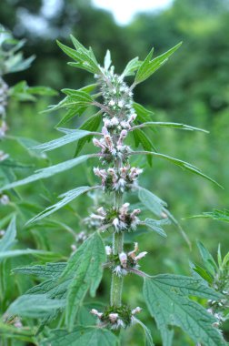 Otların arasındaki çayırlarda büyüyen ve açan köpek ısırgan otları beş ağızlıdır (Leonurus quinquelobatus)