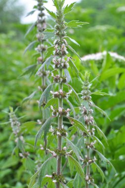 Otların arasındaki çayırlarda büyüyen ve açan köpek ısırgan otları beş ağızlıdır (Leonurus quinquelobatus)
