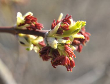 İlkbaharda, doğada akçaağaç (Acer negundo) çiçek açar.