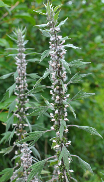 In the meadow among the herbs grows and blooms dog nettle is five-bladed (Leonurus quinquelobatus)