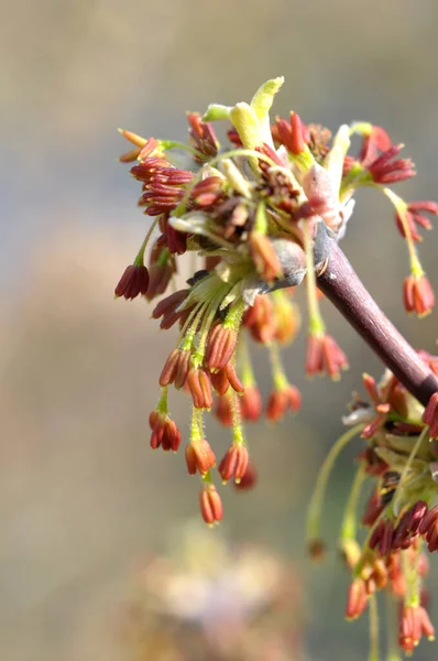 Spring Ash Maple Acer Negundo Blooms Nature — Stok fotoğraf