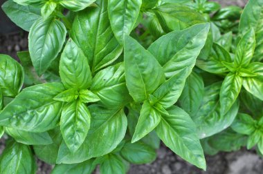 Fesleğen bahçedeki açık alanda yetişir.