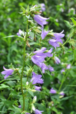 Vahşi doğada, çan çiçekleri (Campanula bononiensis) otların arasında açar.