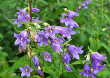 Vahşi doğada, çan çiçekleri (Campanula bononiensis) otların arasında açar.