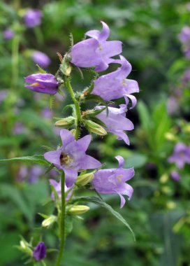 Vahşi doğada, çan çiçekleri (Campanula bononiensis) otların arasında açar.