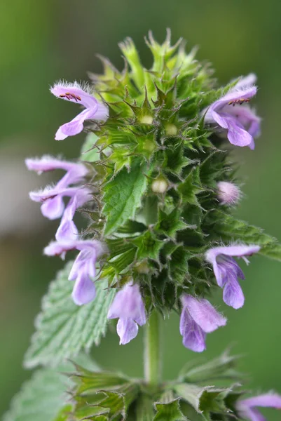 Wild Plant Ballota Nigra Grows Nature — Stock Photo, Image