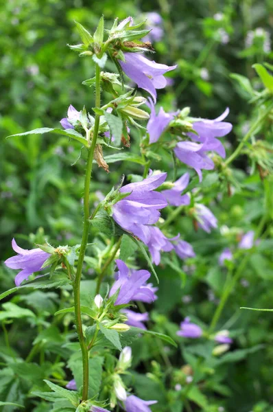 Wild Bluebells Campanula Bononiensis Bloom Grasses — Stock fotografie
