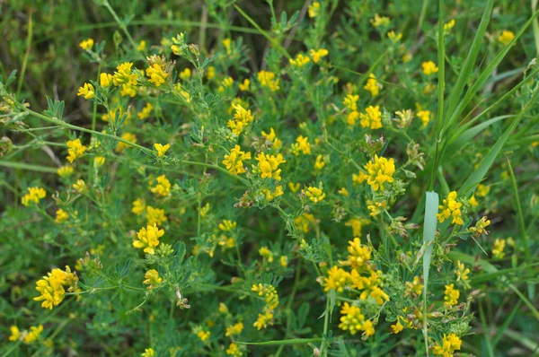 Alfalfa Sickle Medicago Falcata Blooms Nature — Stock Photo, Image