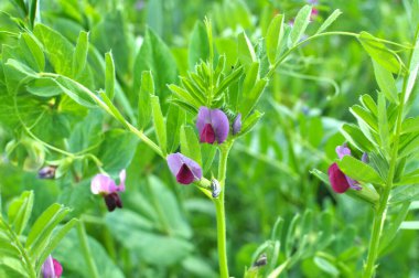 Vetch tohumu (Vicia sativa) bir tarlada yetişir.