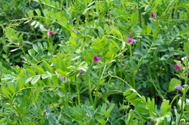 Vetch tohumu (Vicia sativa) bir tarlada yetişir.
