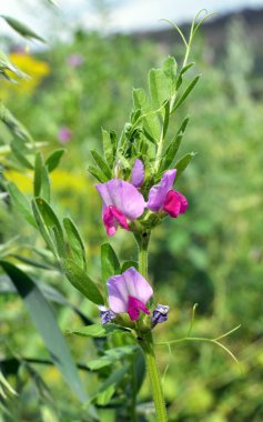 Vetch tohumu (Vicia sativa) bir tarlada yetişir.