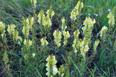 Linaria yabani otların arasında çiçek açar.