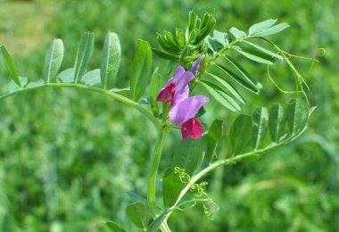 Vetch tohumu (Vicia sativa) bir tarlada yetişir.