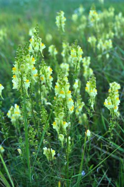 Linaria yabani otların arasında çiçek açar.