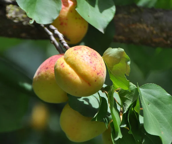 Apricots Ripen Tree Branch Orchard — Foto de Stock