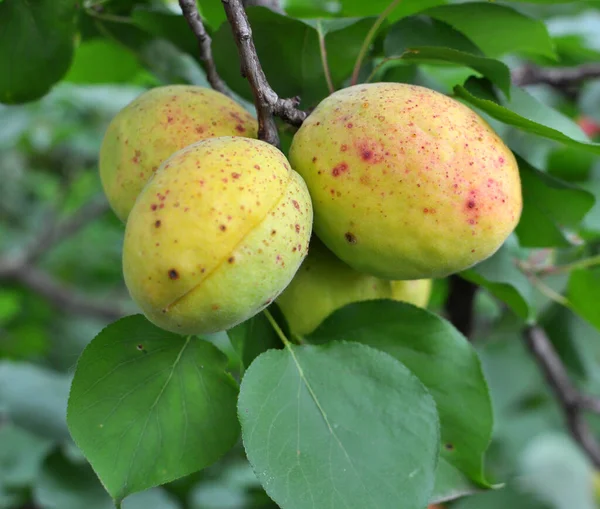 Apricots Ripen Tree Branch Orchard — Fotografia de Stock