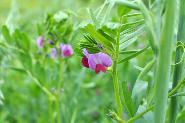 Vetch Sowing Vicia Sativa Grows Farm Field — Stock Photo, Image