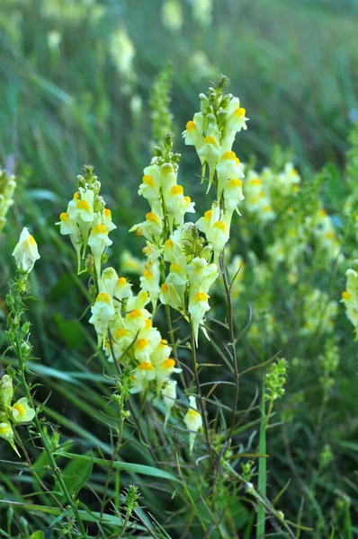 Linaria Vulgaris Florece Naturaleza Entre Las Hierbas — Foto de Stock