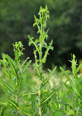 Yazın doğada yetişir Lactuca serriola